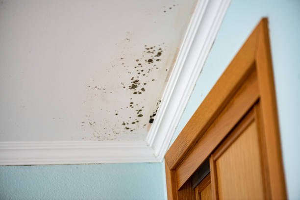 Best Commercial Mold Inspection  in Sumner, WA